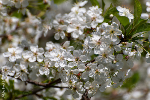 Cherry branch in an abundant flowering, macro