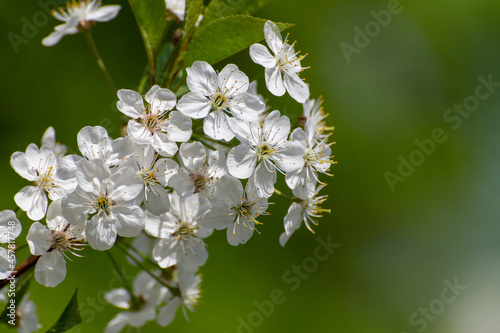 Cherry branch in an abundant flowering, macro