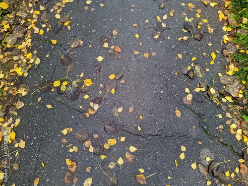 yellow autumn leaves on wet sidewalk in the evening after rain.