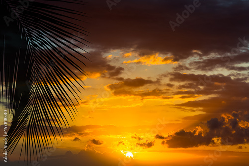 palm tree sunset