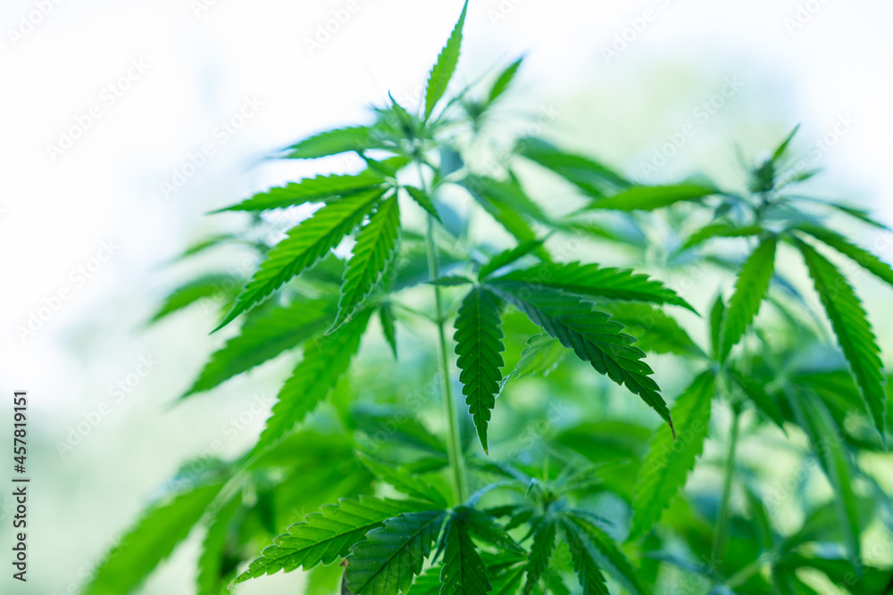 Medicinal hemp bushes in an industrial greenhouse. Commercial Growth Of Cannabis Medicinal hemp bushes in an industrial greenhouse. Commercial Growth Of Cannabis