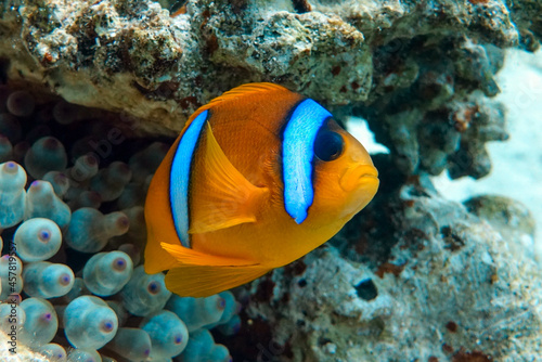 Fototapeta Naklejka Na Ścianę i Meble -  Red Sea anemonefish - Red Sea clownfish  (Amphiprion bicinctus)