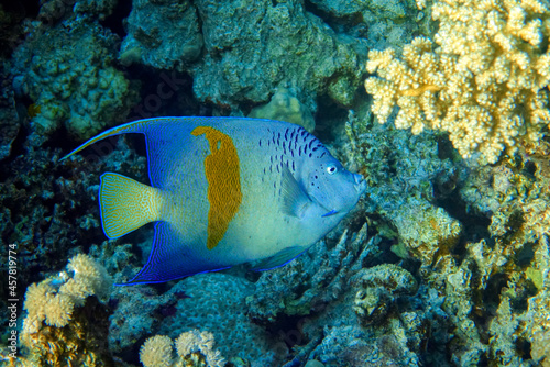 Yellowbar angelfish - coral fish, Red sea, Egypt © mirecca