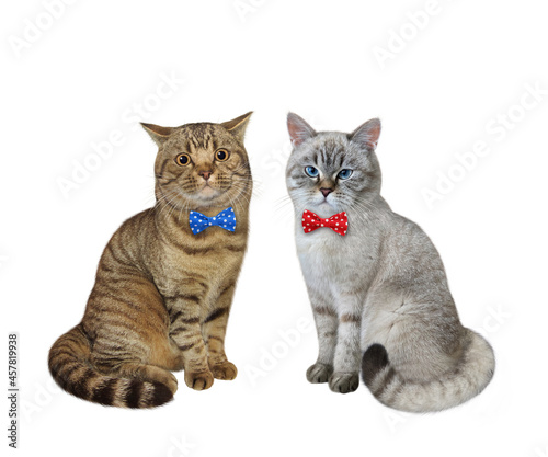 Fototapeta Naklejka Na Ścianę i Meble -  A ash cat and a beige cat are wearing bow ties. White background. Isolated.