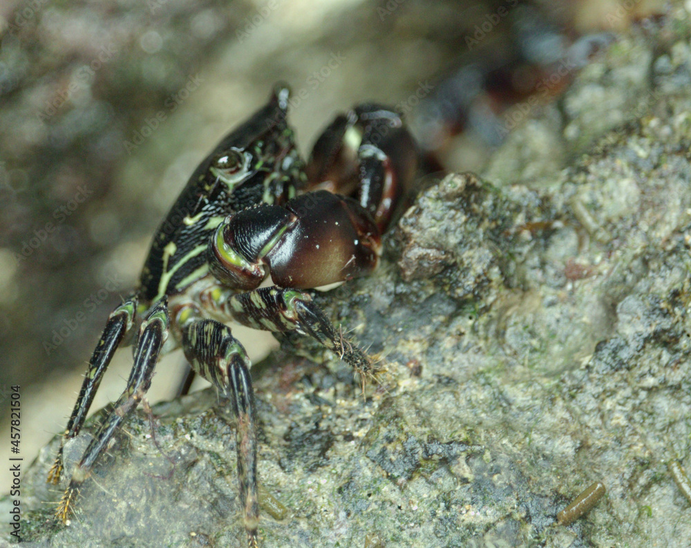 Crab seen up close 2