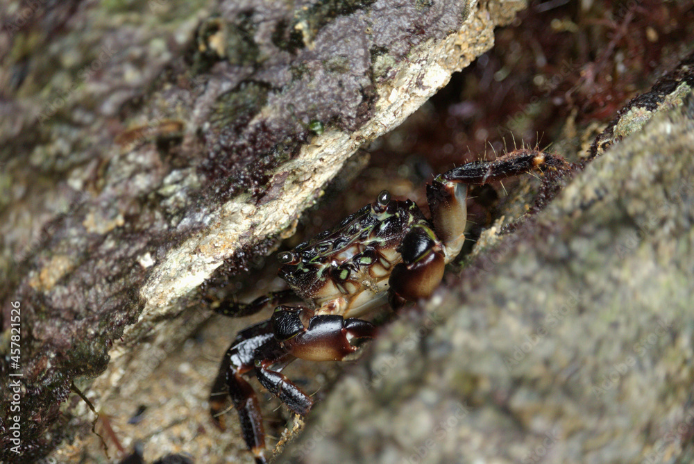 Crab seen up close 1 Crab seen up close 1