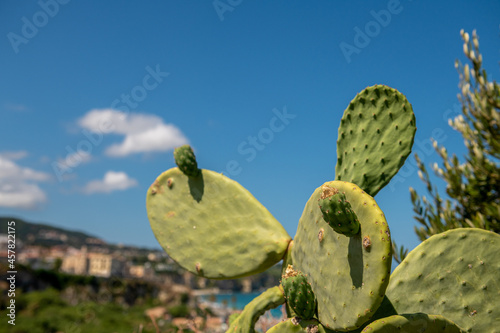 kaktus z owocnikami na tle błękitnego nieba