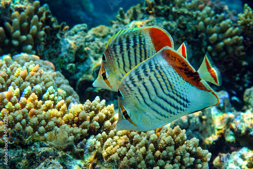 Crown Butterflyfish- coral fish in Red Sea © mirecca