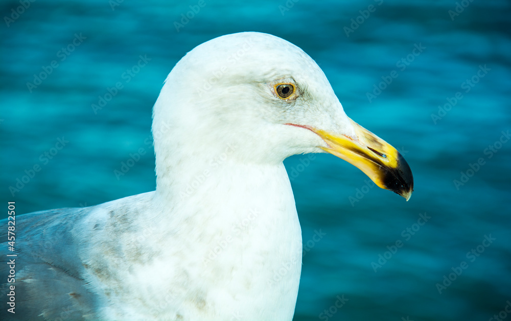 close up of a seagull