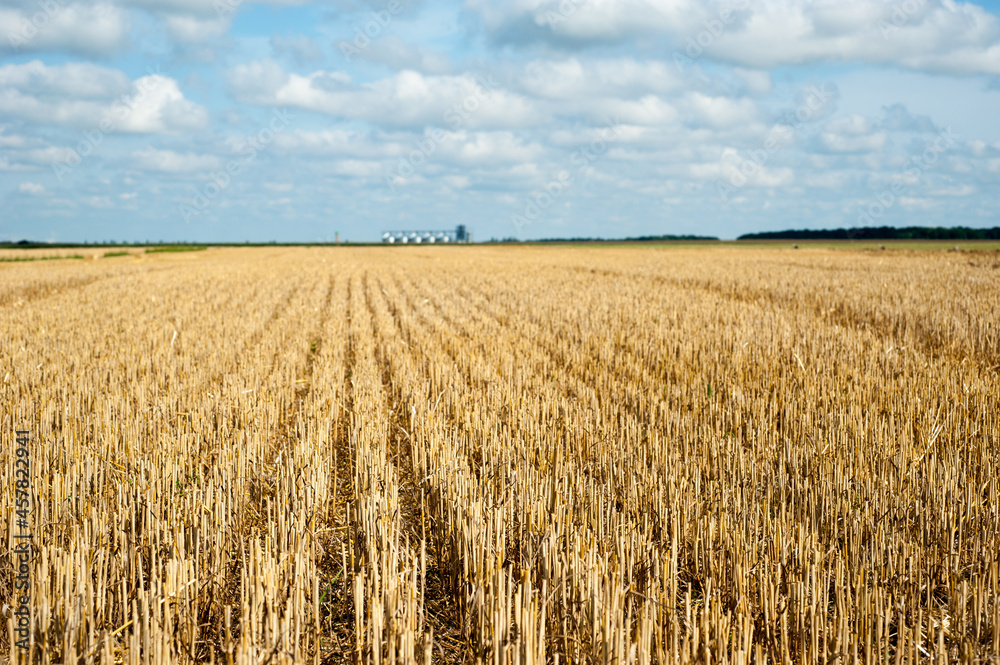 golden stubble after the harvest under blue sky with clouds, on the horizon of granaries golden stubble after the harvest under blue sky with clouds, on the horizon of granaries