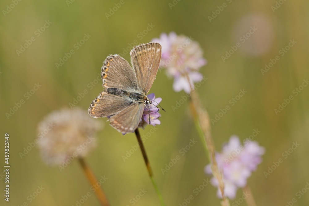 butterfly on a flower