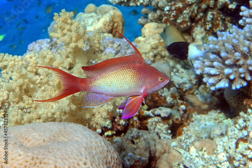 le Lyretail anthias fish in Red sea - coral reef