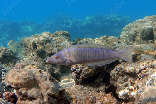 Fototapeta Naklejka Na Ścianę i Meble -  Ring wrasse or Ringed slender wrasse (Hologymnosus annulatus)
 - coral fish Red sea Egypt
