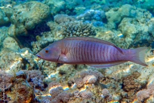 Fototapeta Naklejka Na Ścianę i Meble -  Ring wrasse or Ringed slender wrasse (Hologymnosus annulatus)
 - coral fish Red sea Egypt
