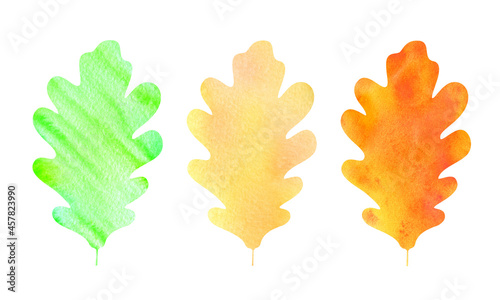 Oak leaf in three colors: green, yellow, brownish gold. Set of watercolor elements. Perfect for autumn patterns, stickers, wallpapers, scrapbooking, cards