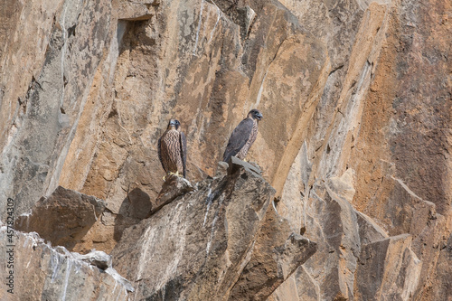 Peregrine Falcon (Falco peregrinus) perched on the edge of a rocky cliff