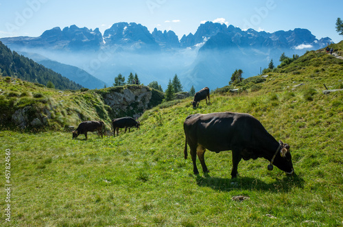 Mucche al pascolo con le dolomiti di brenta sullo sfondo. photo