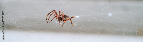 Spider over the spiderweb against white background © F.C.G.