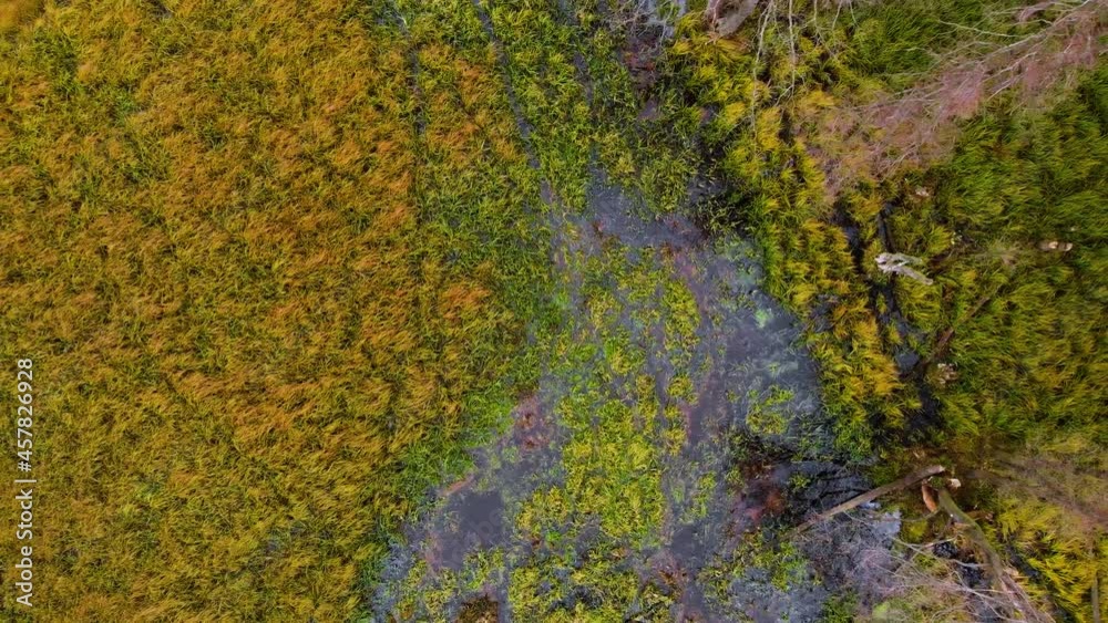 Flight over the tops of trees and a straight river among the forest. Views on swamp. Bent trees without leaves, trees broken by the wind. Summer time Flight over the tops of trees and a straight river among the forest. Views on swamp. Bent trees without leaves, trees broken by the wind. Summer time