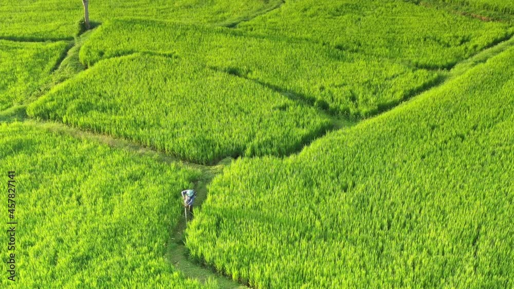 An aerial view of large agricultural areas, rice fields with streams running through it. Agricultural way of life in rural areas in northern Thailand, Nan province. An aerial view of large agricultural areas, rice fields with streams running through it. Agricultural way of life in rural areas in northern Thailand, Nan province.