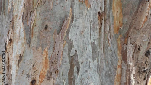 Texture of mature eucalyptus tree trunk