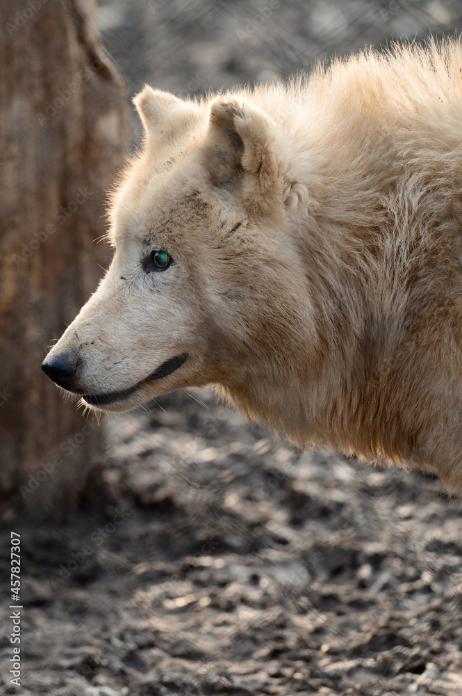 Animal life in a zoo, white and predatory wolves. Animal life in a zoo, white and predatory wolves.