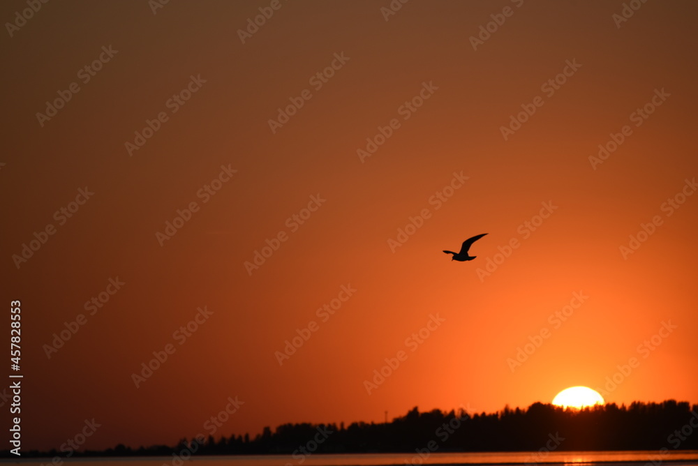 Sunset and silhouette of sea-gull flying