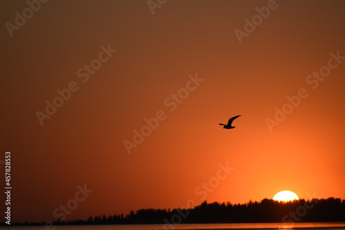 Sunset and silhouette of sea-gull flying