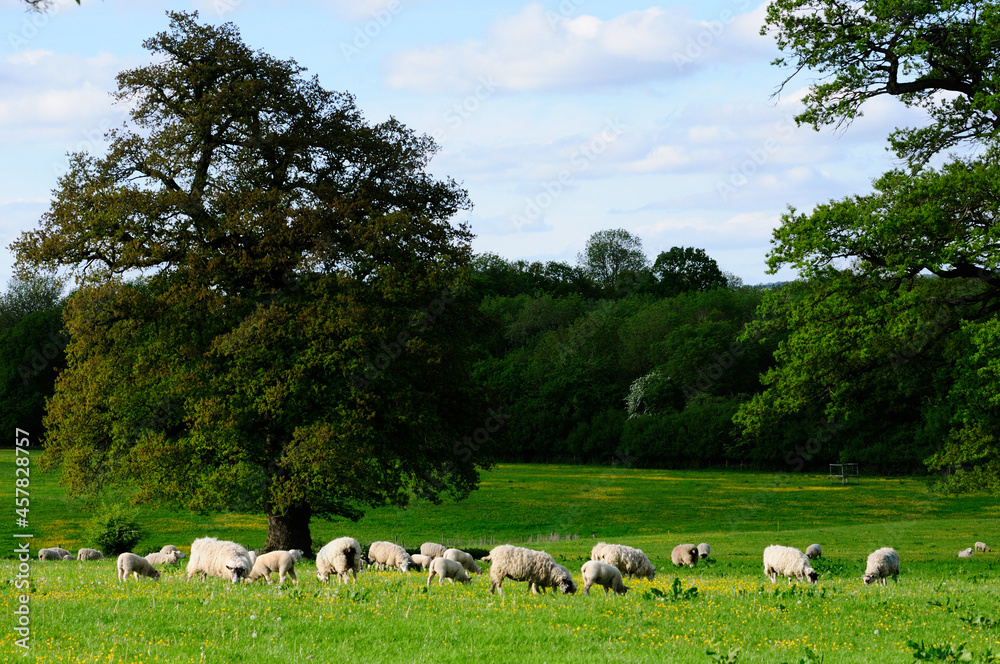 Obraz premium sheep on a meadow
