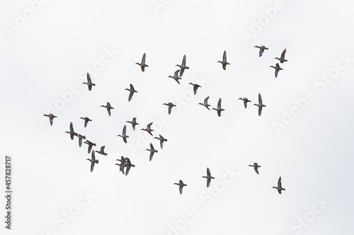 flock of gadwall ducks (anas strepera) in flight with spread wings