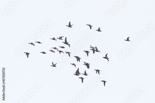 flock of gadwall ducks (anas strepera) in flight