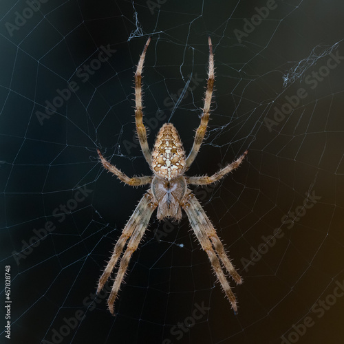 close-up portrait of garden spider (Araneus diadematus) with net