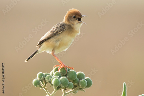 Golden-headed Cisticola Singing his heart out with beak wide open facing to the right and standing on top of green berries