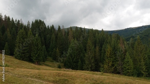 forest in the mountains