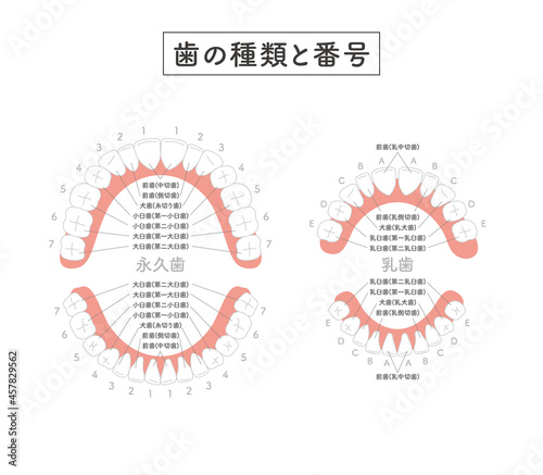 歯の種類と番号