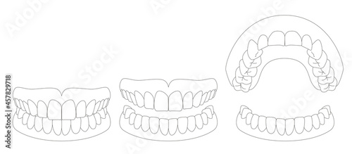 歯の模型イラスト photo