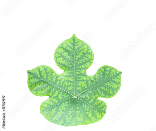 Illustration, Jatropha podagrica leaves, center of picture, white background, Thailand, Asia.  photo
