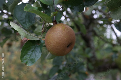 Apples ripen on tree branches in the garden