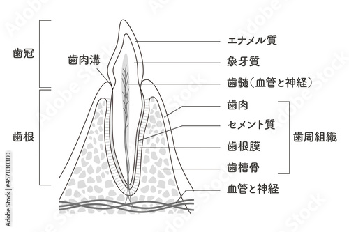 歯の内部構造イラスト