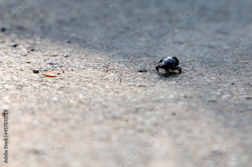 Anoplotrupes stercorosus, black dung beetle on asphalt