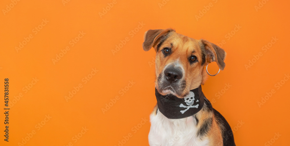 A funny tricolor outbred dog dressed up as a pirate on orange background. Halloween costume for pet.