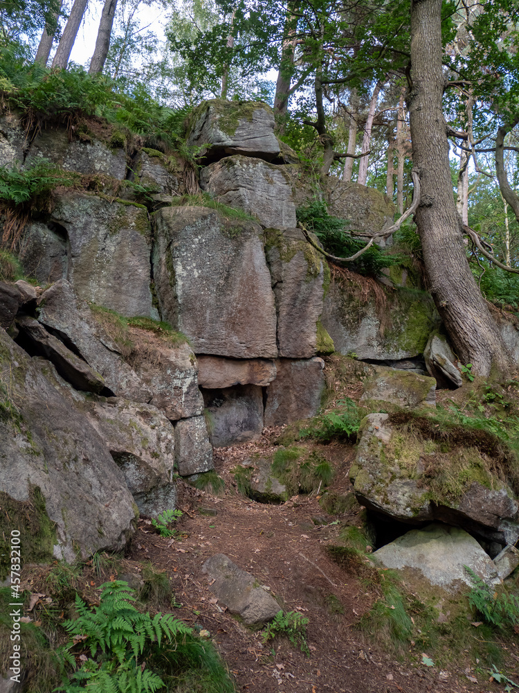 The landscape of a forest surrounded by a lot of greenery and rocks in the park The landscape of a forest surrounded by a lot of greenery and rocks in the park