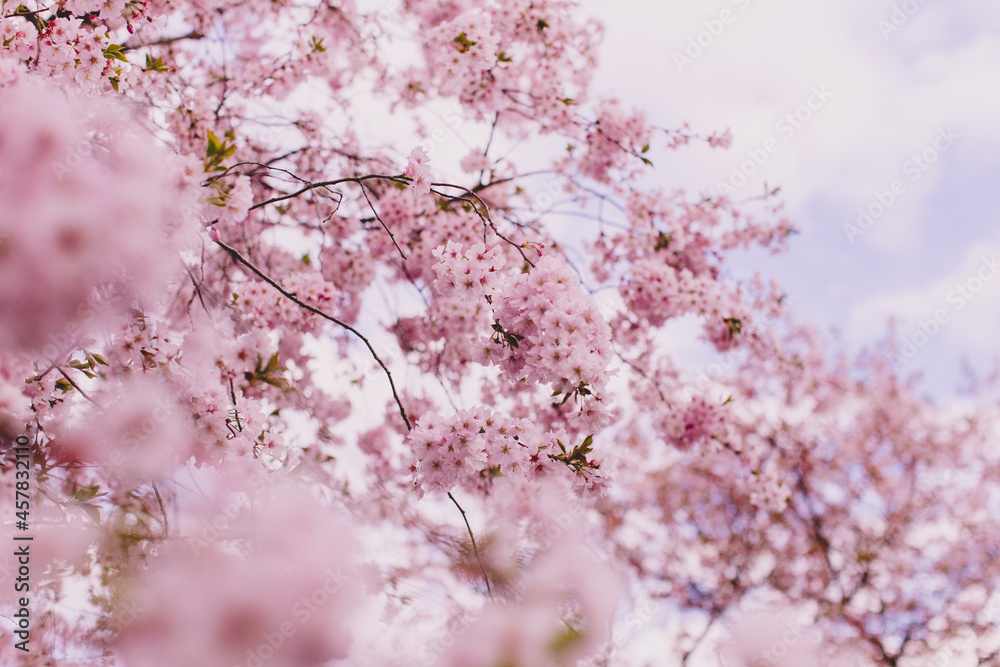blühende Kirsche Sakura blühende Kirsche Sakura