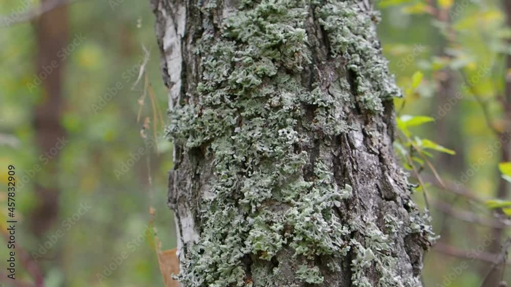 The medicinal chaga mushroom grows on the bark of a tree. The camera moves along the trunk overgrown with moss. The medicinal chaga mushroom grows on the bark of a tree. The camera moves along the trunk overgrown with moss.