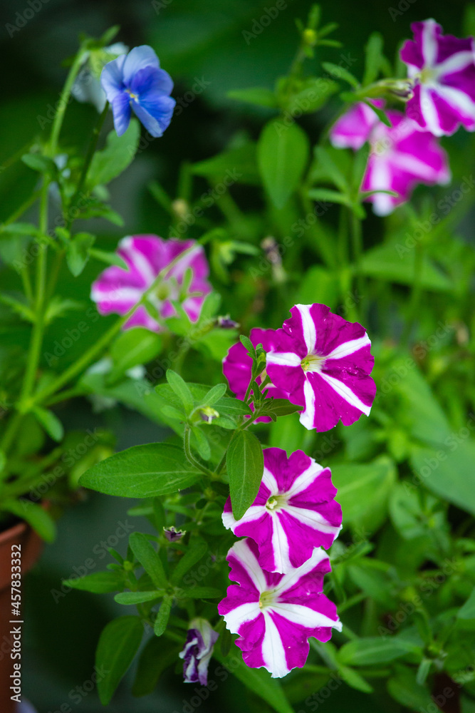 Fototapeta premium petunia growing in cashpo in a garden