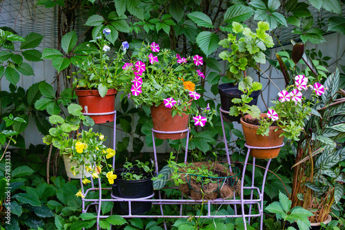 Flowers in сachepot as garden decoration