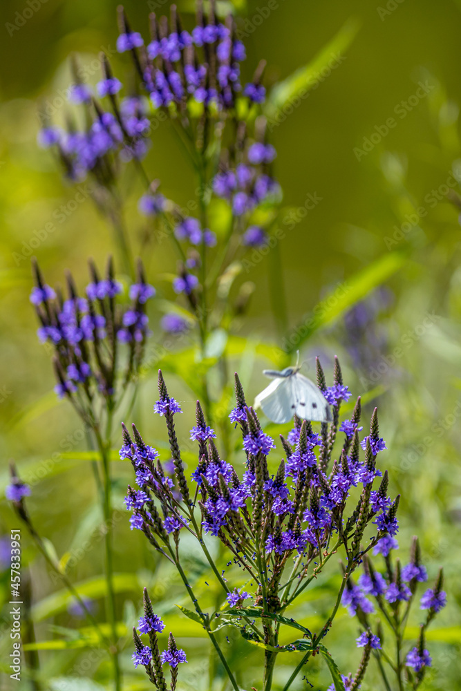 Obraz premium Blue Vervain