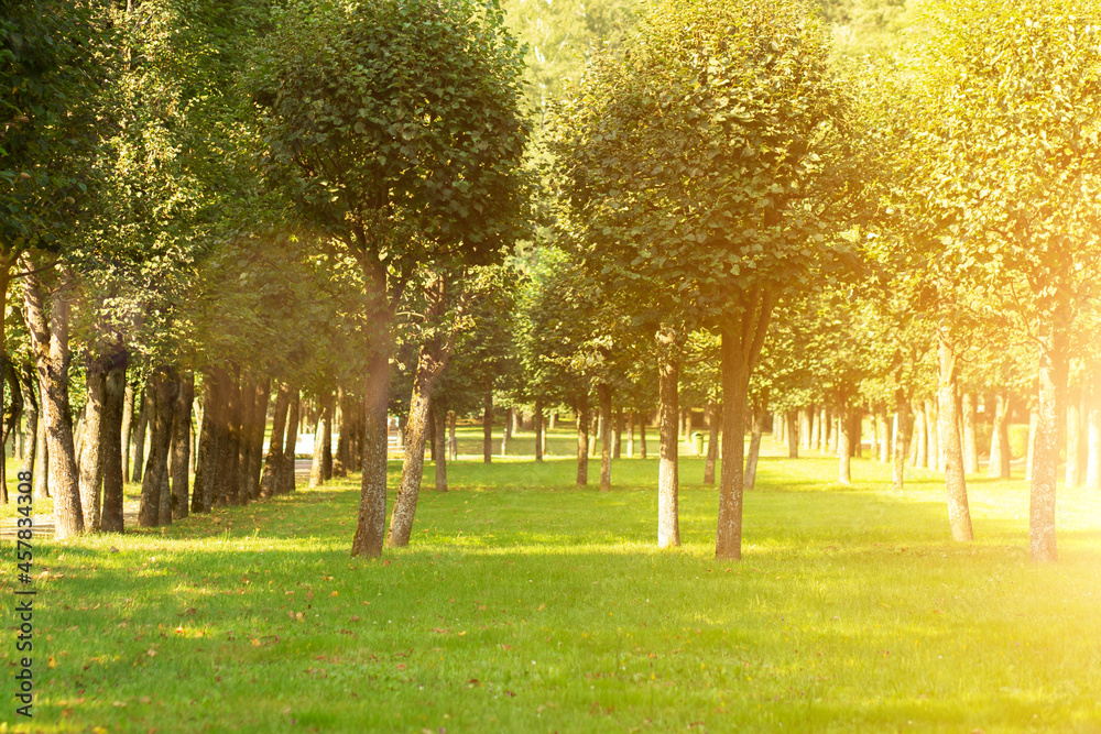 organic background,sunlight in park with green trees,summer outside backdrop,sunny meadow in spring
