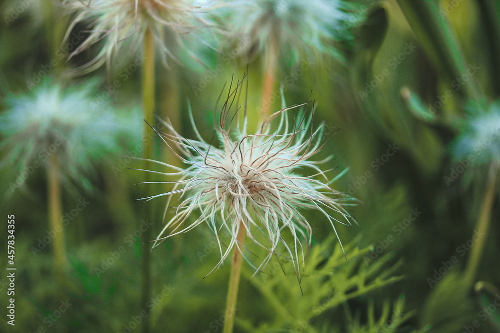 Macro photo. Pulsatilla vulgaris seed head. Macro photo. Pulsatilla vulgaris seed head.