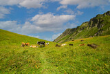 cows in the alps graze in a meadow in mountains,eat green grass,ecological products,alpine herbs